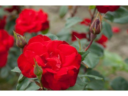 Ruža popínavá KORMUN