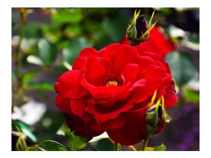 Ruža polyantka RED DELIGHT