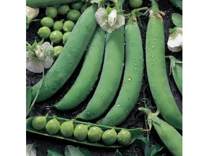 Hrach skorý Progres No9 250g