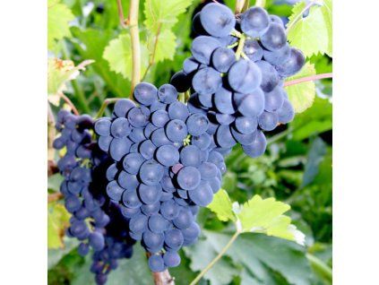 Vinič NERO modrý stolový rezistentný