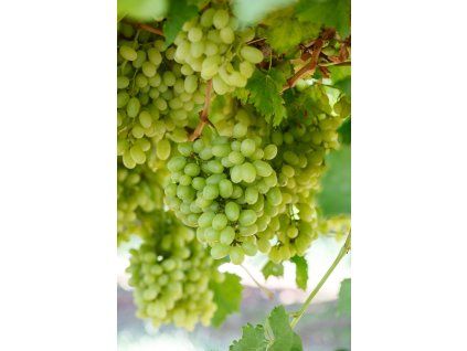 Vinič THOMPSON biely bezsemenný