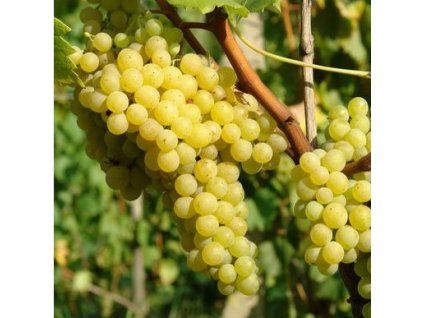 Vinič PRIM biely stolový rezistentný