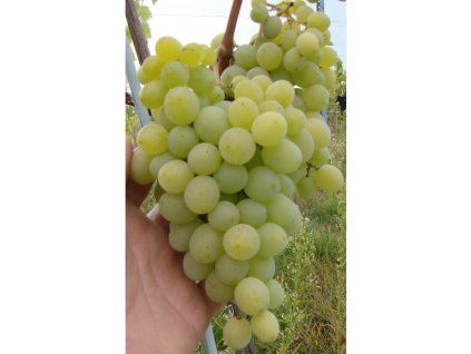 Vinič VOSTORG biely rezistentný