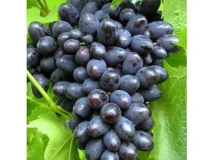 Vinič ATTIKA modrý bezsemenný