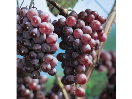 Vinič VANESSA ružový bezsemenný