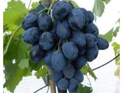 Vinič BLACK MAGIC modrý bezsemenný rezistentný
