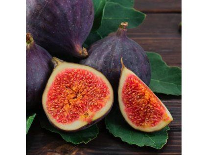 Figovník BLACK MISSION