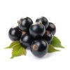 Ríbezľa čierna ker KOPANJA