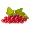 Ríbezľa červená ker ROVADA