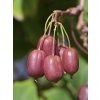 Aktinídia kiwi RED JUMBO cudzoopelivá kontajner 9cm