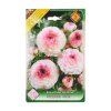 Ranunculus Picotee Pink 10ks