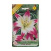 Lilium Asiatic hybrid pink-white 1ks