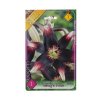 Lilium asiatic hybrid netty´s pride 1ks
