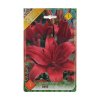Lilium asiatic hybrid red 1ks