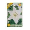 Lilium asiatic hybrid white 1ks