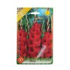 Gladiolus Oscar 10ks