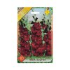 Gladiolus Black Surprise 10ks
