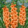 Gladiolus Peter Pears 10ks