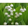 Convallaria majalis 5ks