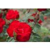 Ruža popínavá KORMUN