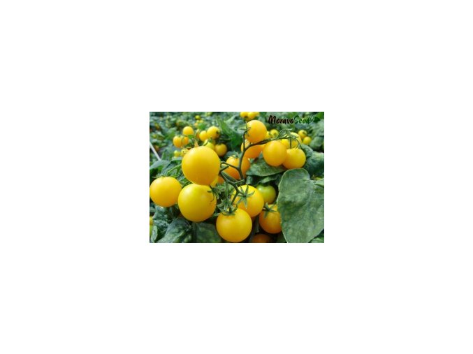 Rajče balkonové žluté AZTEK 10 semínek 2