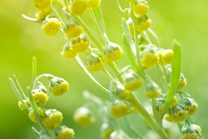ARTEMISIA ANNUA (Pelyněk roční/Palina ročná ) účinky a užití