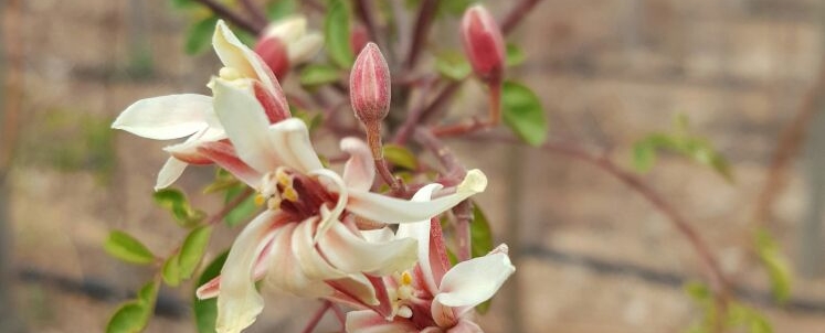 Růstový hormon v MORINZE