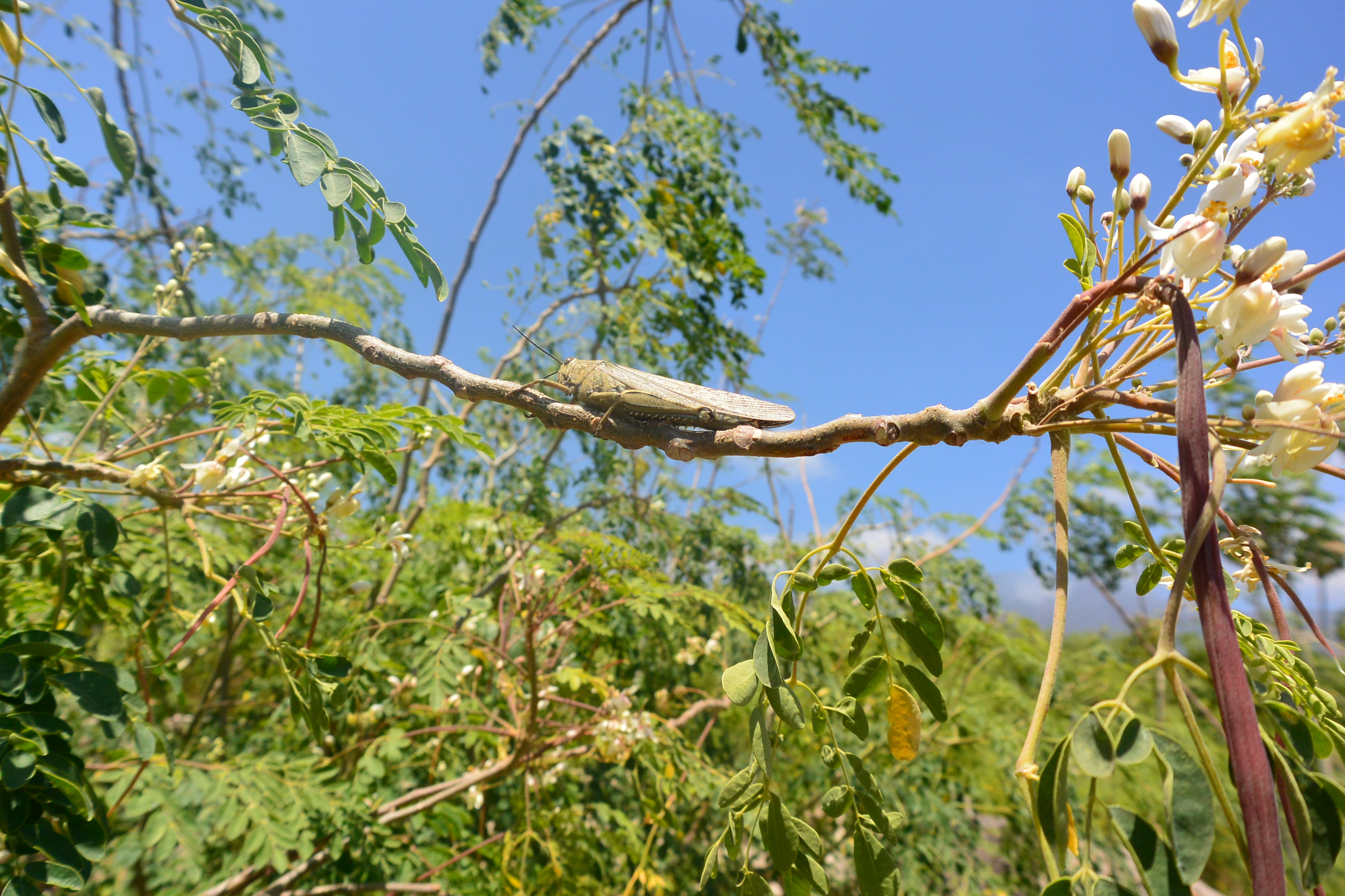 Návštěva moringových stromů na Tenerife červen 2017