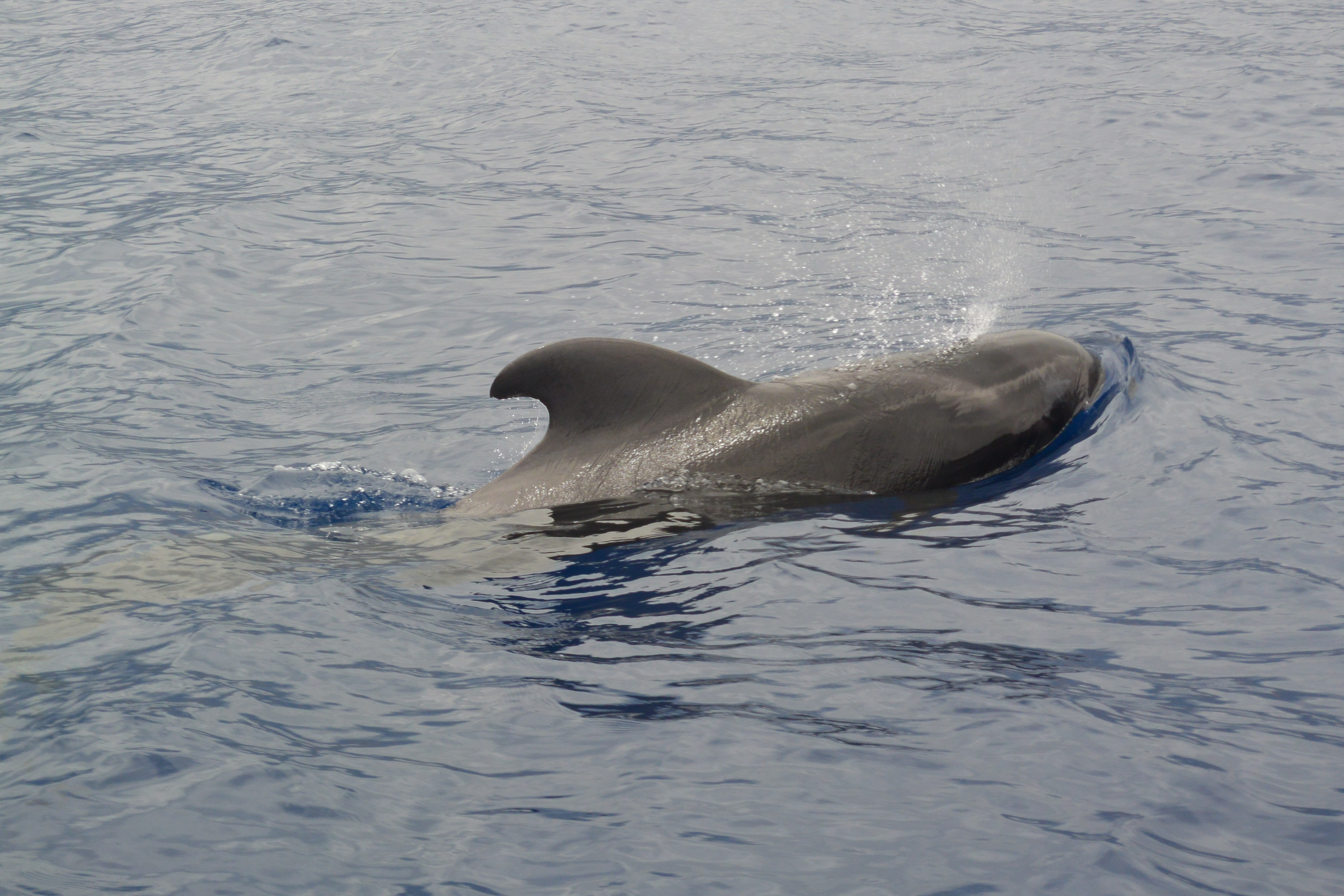 Pozorování divokých delfínů na Tenerife TRIP