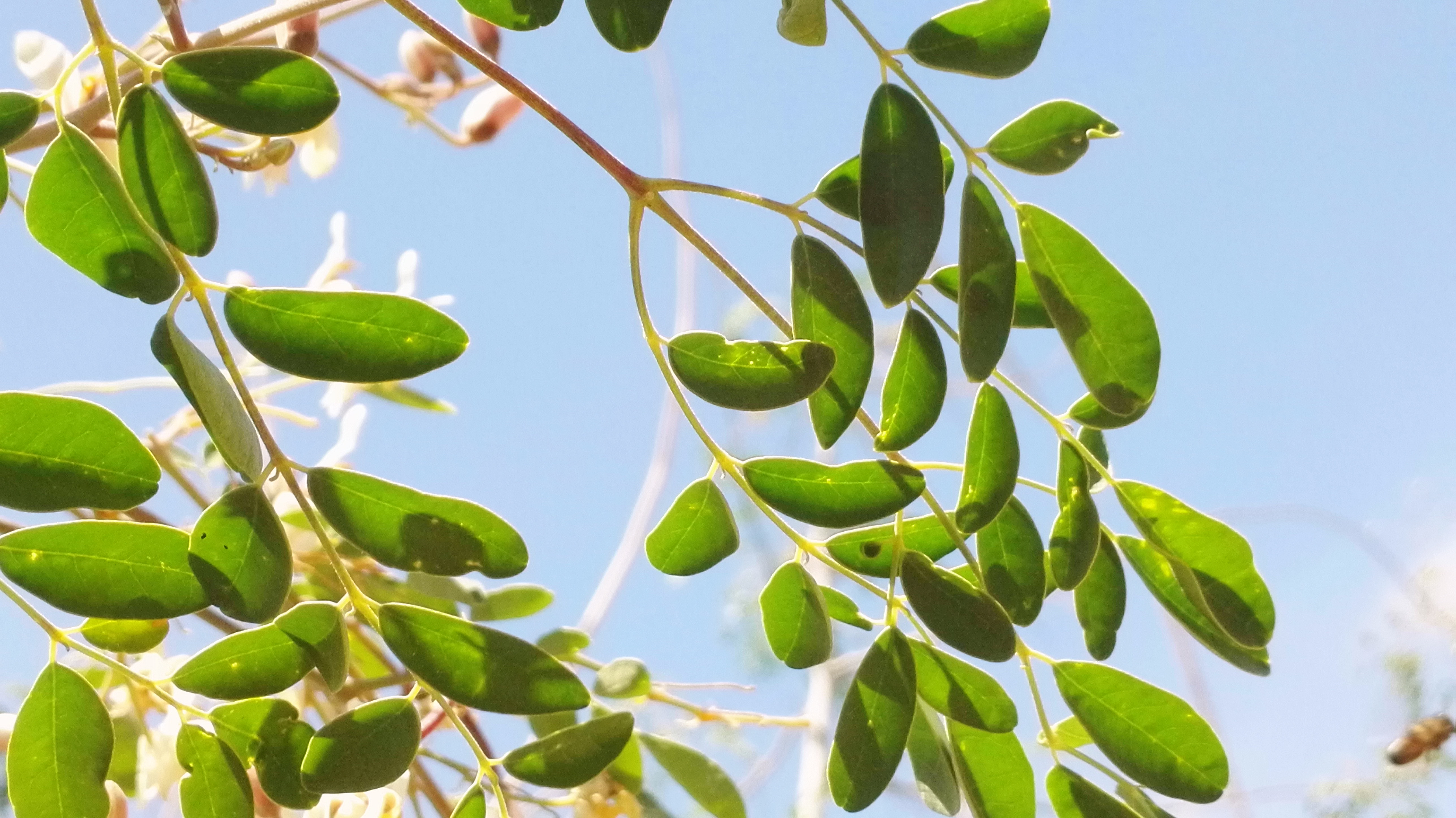 FAQ - nejčastější dotazy MORINGA