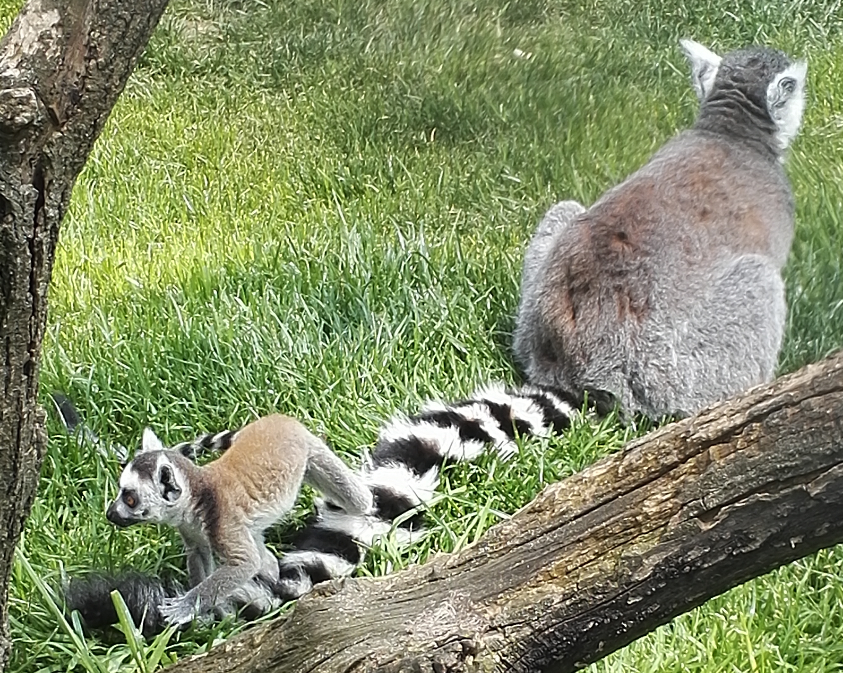 Malý lemurek ze Zooparku Zájezd