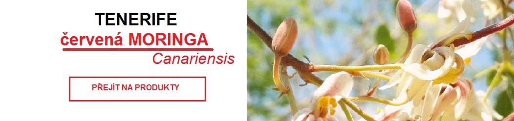 Červená Moringa Canariensis
