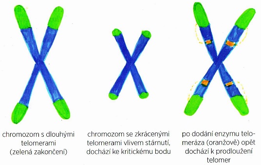 Telomery