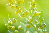Artemisia annua / Pelyněk roční + BIO Moringa z TENERIFE, kapsle 90 ks