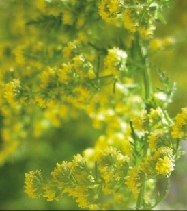 Artemisia annua / Pelyněk roční z TENERIFE, prášek z listů 50 g