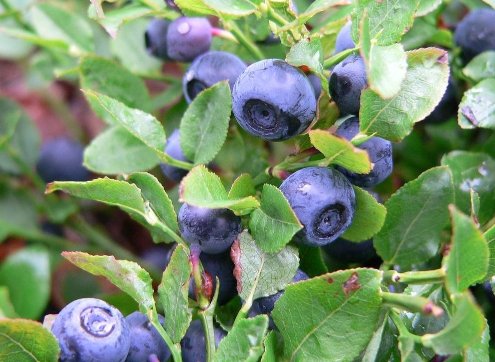 Proč jíst lesní borůvky