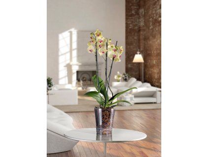 08120014 ORCHIDEA 024 Transparent