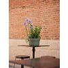 31534027 LOTUS 239 FOREST AMB
