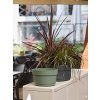 31534032 LOTUS 239 005 FOREST ASH AMB