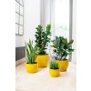 keramicky kvetinac romulus zluty12