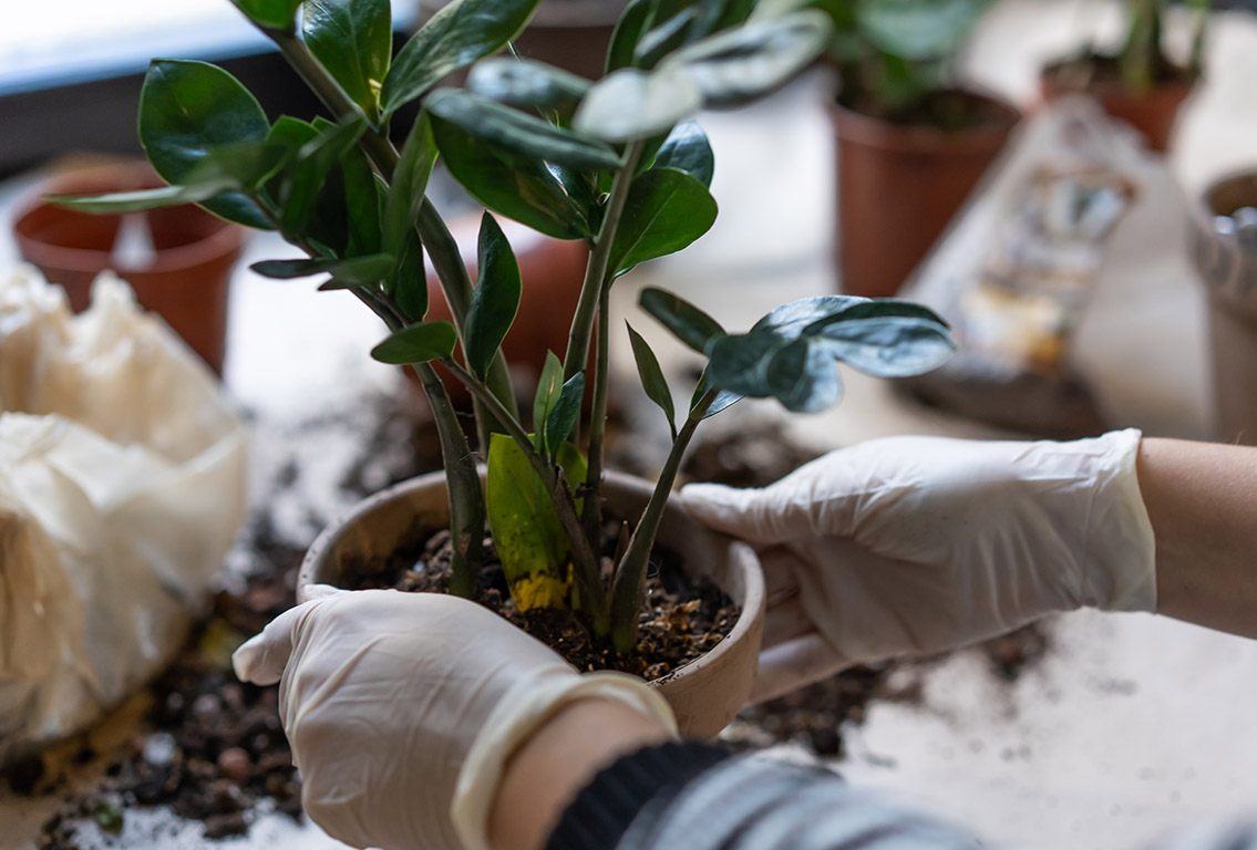 Ako sa starať o izbové rastliny ?