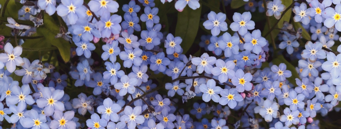 Pomněnková kolekce