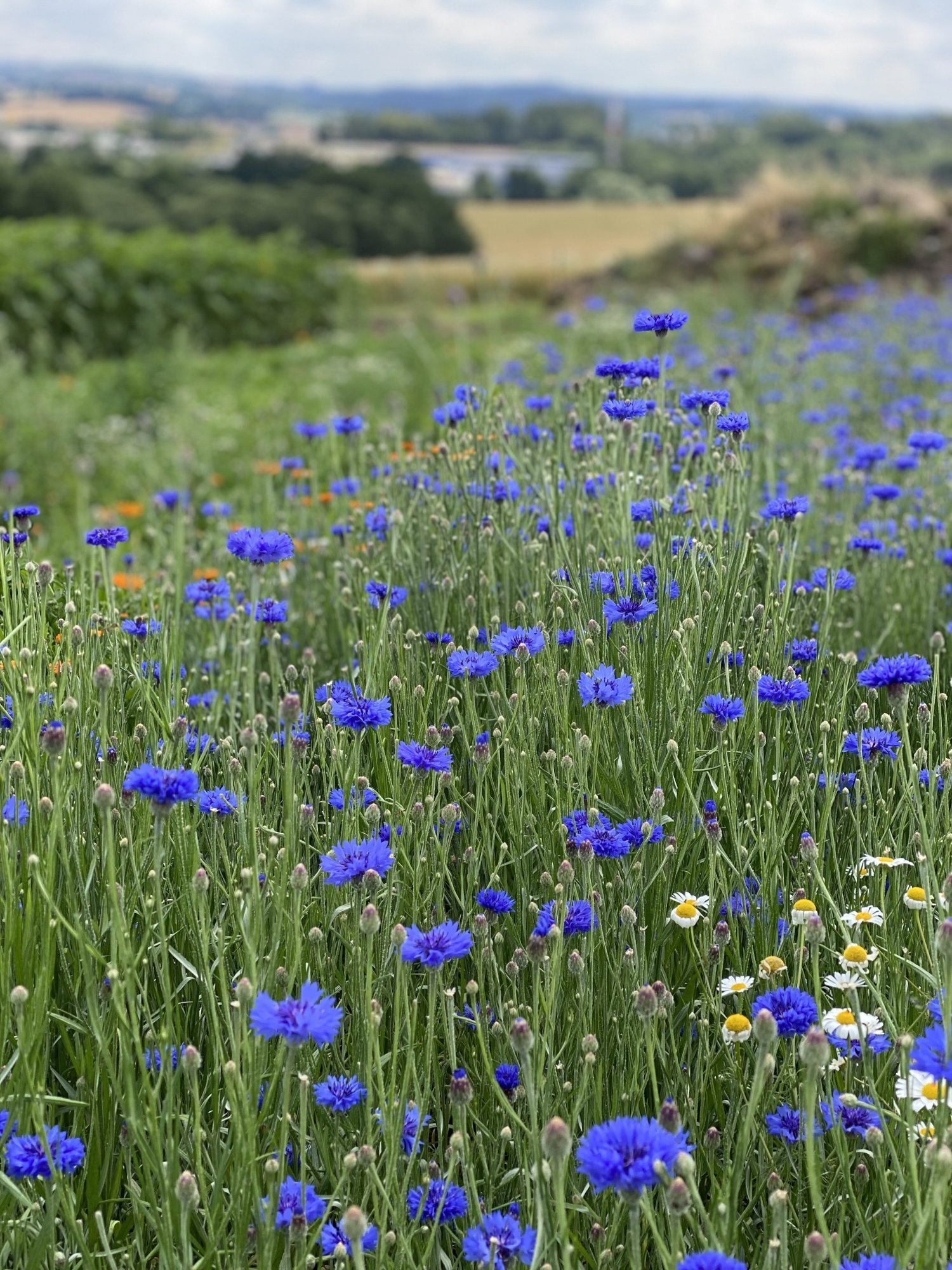 Květiny měsíce: Co kvete v červnu a jak je využít