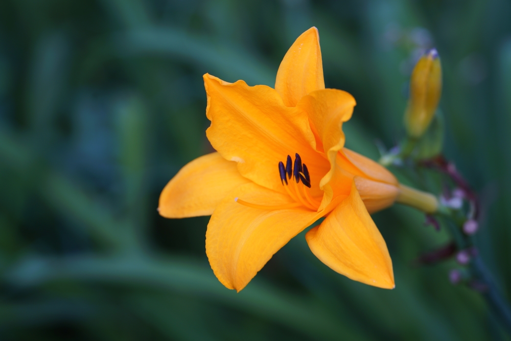 Okrasné květiny - recepty/návody