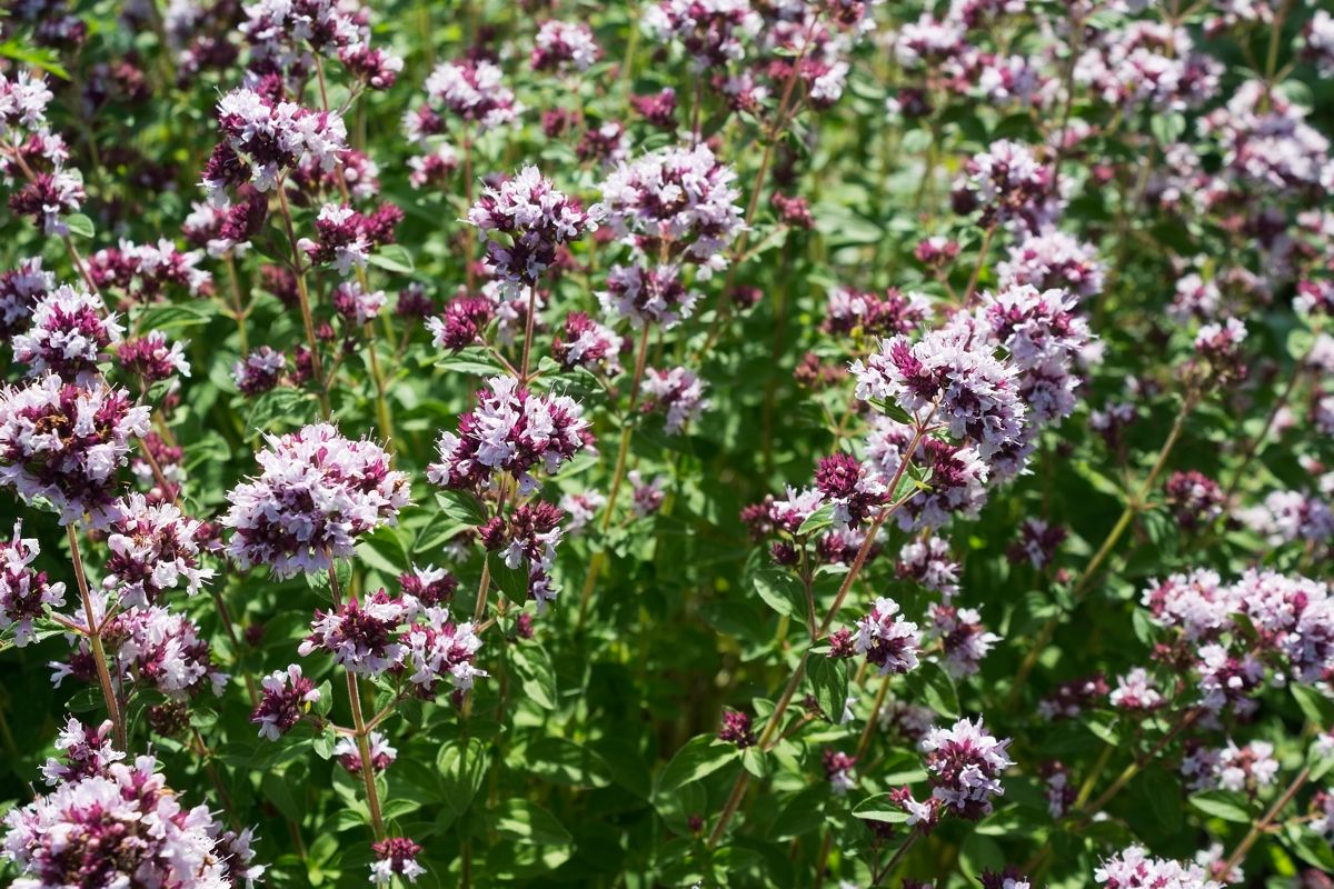 Dobromysl z farmy – vůně, která pohladí tělo i mysl