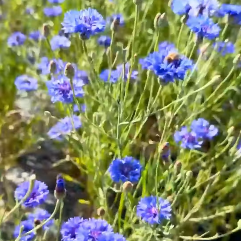 O čem je naše květinová farma? (video)