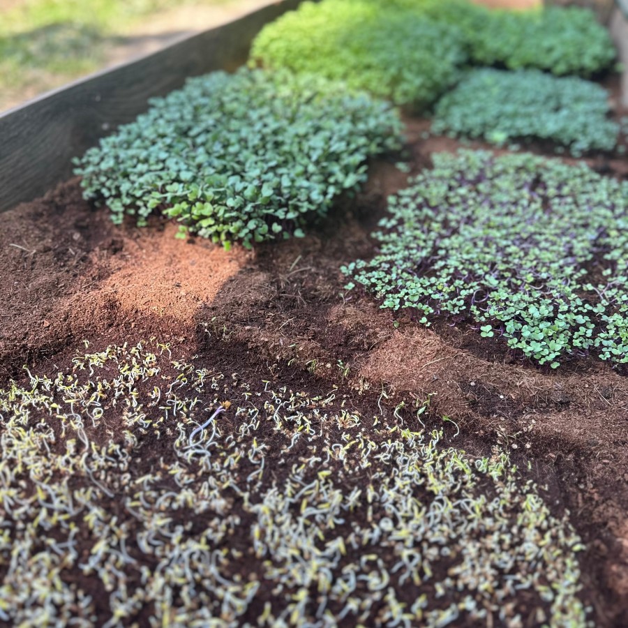 Jak pěstujeme naše microgreens: od semínka až na váš talíř