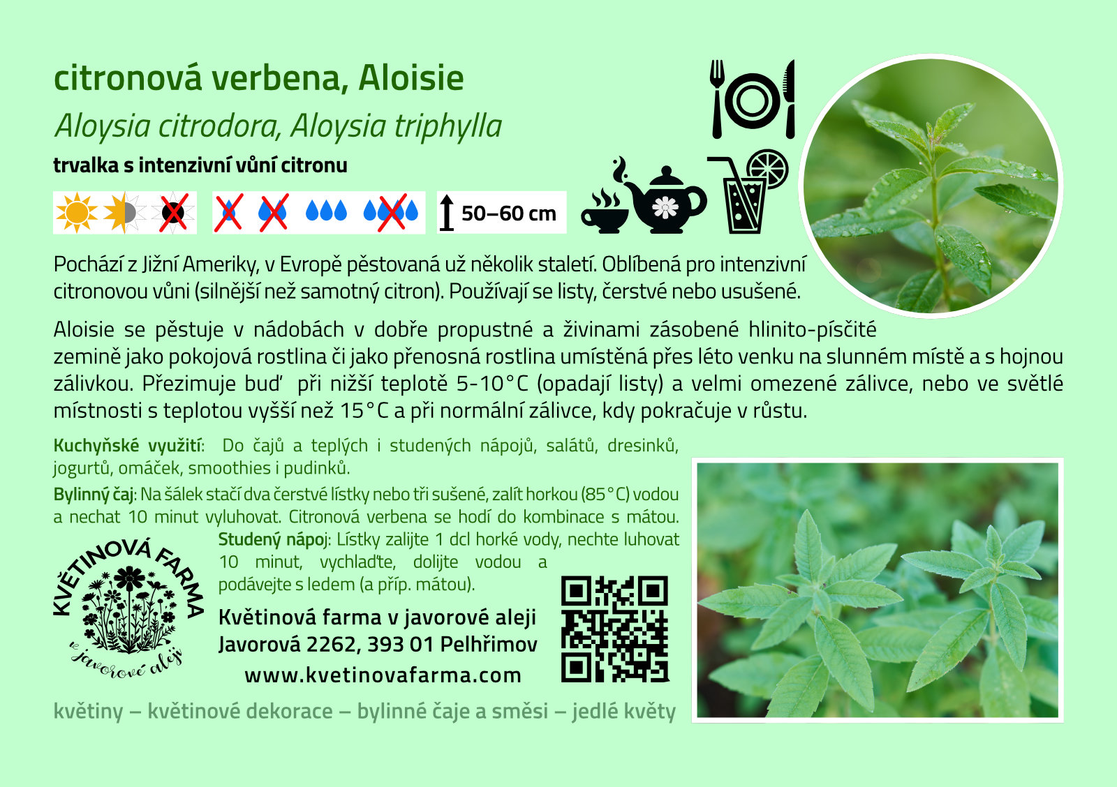 Aloisia-citrodora-1600