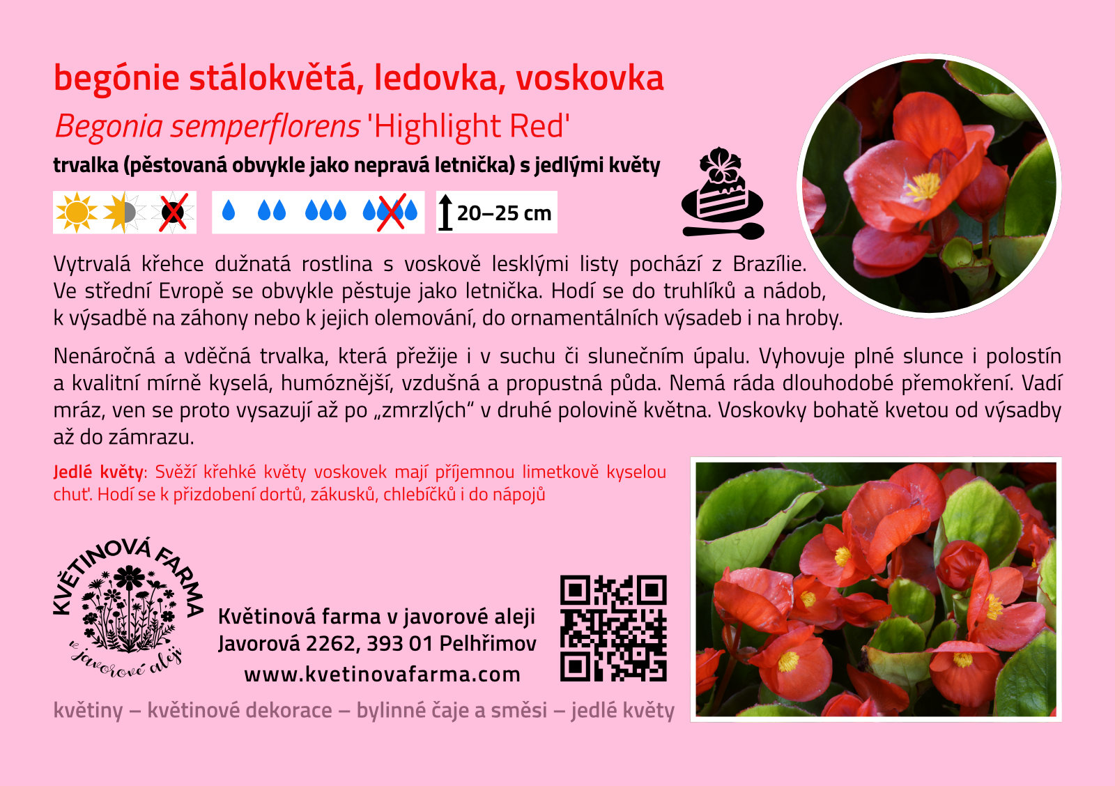 Begonia-semperflorens-Highlight-Red-1600