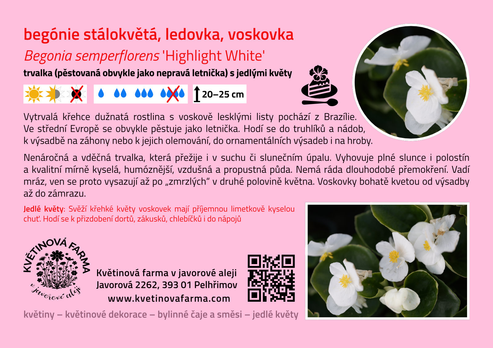 Begonia-semperflorens-Highlight-White-1600